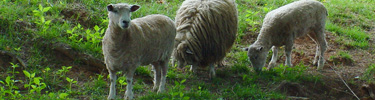 Sheep grazing at park.