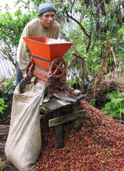 Coffee farmer in central Aceh in front of a coffee roaster machine.