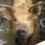 Tamworth pig cooling off in the mud.