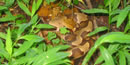 Copperhead snake