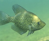 Photo of a black crappie - Photo credit:  U.S. Fish and Wildlife Service / Eric Engbretson