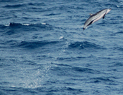 striped dolphin leaping about 20 feet out of the water