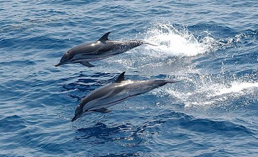 striped dolphins