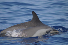 spotted dolphin. (c) annie gorgone.