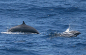 fraser's dolphin