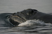 north pacific right whale surfaces out of the water