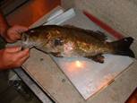 Smallmouth bass with an external lesion for South Branch Potomac River. (photo credit Vicki Blazer, USGS-LSC)