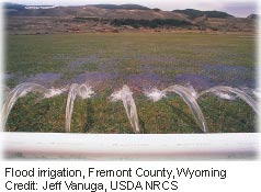 Picture of flood or surface irrigation. 