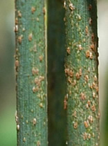 Close-up of Ug99 stem rust on wheat.