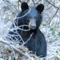 Black bear on the Window Trail, 2006