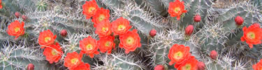 Claret cup cactus blossoms