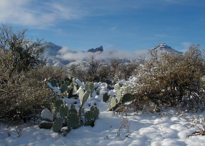 Snow at Panther Junction, 2001