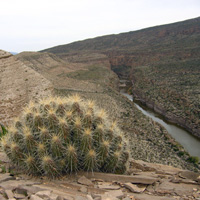 San Vicente Canyon and pitaya cactus