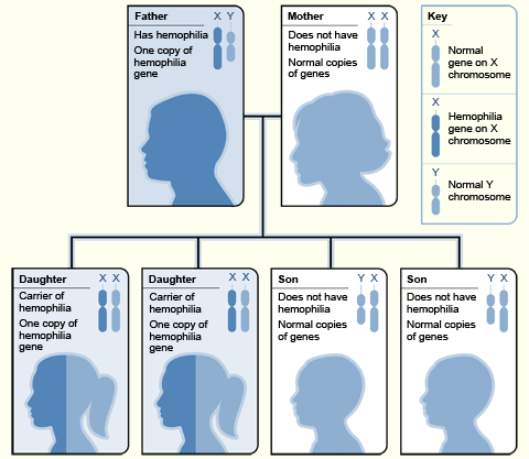 Illustration: Inheritance of Hemophilia Father with Hemophilia and Mother who is not a Carrier