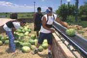 Migrant workers load watermelons fresh from fields near Raymondville, Texas