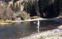 Fly fishng on the Lake Fork of the Gunnison River