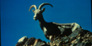 Desert Bighorn Sheep