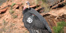 California Condor