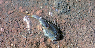 photo: Tadpole shrimp