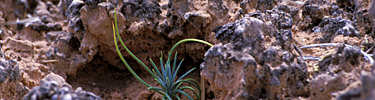 Seedling in Biological Soil Crust