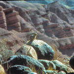 Rock Squirrel perched on rock