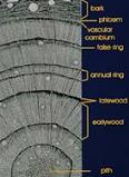 Tree ring diagram