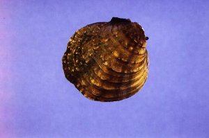 Photo of Fanshell Mussel