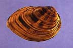 Photo of clubshell mussel.