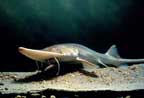 Photo of pallid sturgeon.