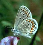 photo of the Karner blue butterfly.