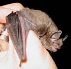 Photo of an Indiana bat.