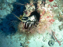 Image of a barrel sponge and spiny lobster observed during ROV operations at Tourmaline Bank.