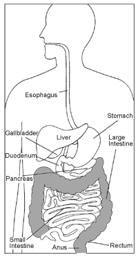 Illustration of the digestive tract.