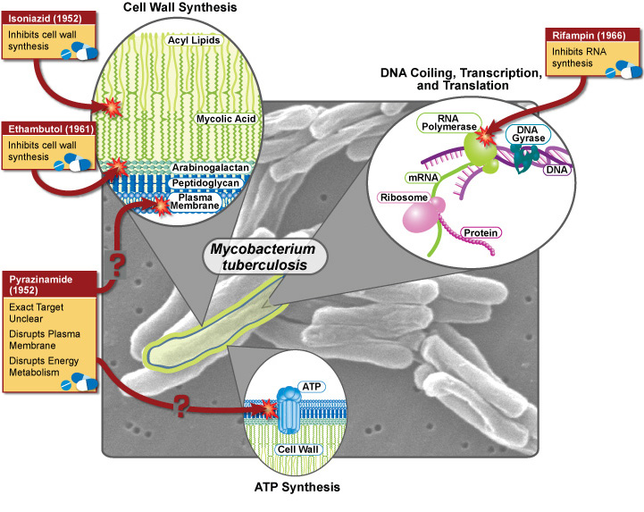 First-Line Treatment of Tuberculosis (TB)