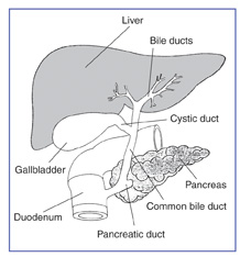 Drawing of the biliary system with the liver, gallbladder, pancreas, duodenum, bile ducts, cystic duct, common bile duct, and pancreatic duct labeled.