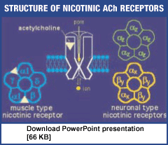 Link  - Dr. Picciotto Powerpoint presentation. Emerging Neuronal Nicotinic Receptor Targets [66 KB]