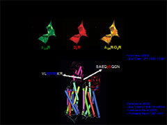 Link - to powerpoint presentation: Adenosine Receptor Heteromers and Their Integrative Role in Striatal Function