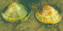 Two mussels or clams on sand.  They are yellowish brown with greenish stripes