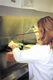 Woman adding media to cell culture plates in hood
