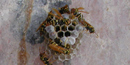 Wasps, locally called Jack Spaniard in their nest.