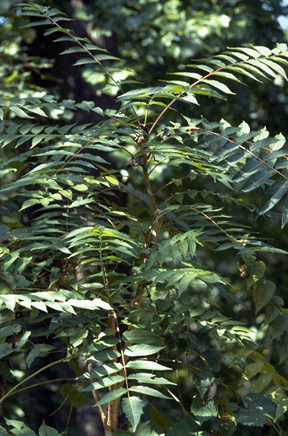 Tree of Heaven