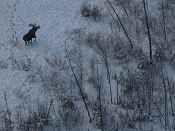 Large bull seen during a moose survey on Kanuti National Wildlife Refuge, November 2008. FWS photo.