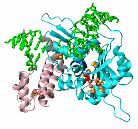 Beta Polymerase Bound to Gapped DNA, Domain Structure