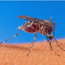 Female mosquito is about to collect blood. (Photo by Agricultural Resource Service USDA