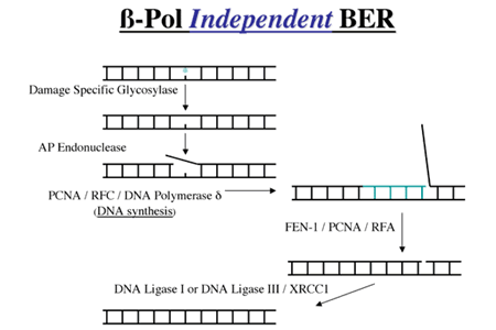 β-Pol Independent BER