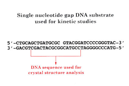 Single nucleotide gap DNA subsrate used for kinetic studies