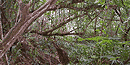 Wetland and mangrove forest