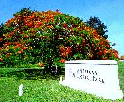 Flame Trees at American Memorial Park