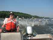 Approximately 80 silver carp leap out of the water behind Heidi Keuler, during the 6th Annual Carp Corral.
- FWS photo