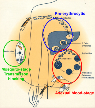 Malaria Life Cycle Diagram